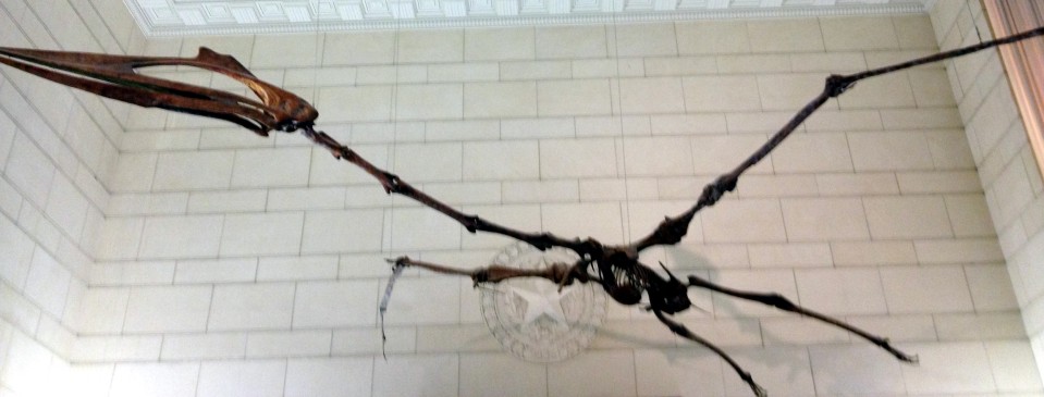 Quetzalcoatlus northropi. UT Museum. Not a dinosaur either. Photo by author.