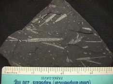 Graptolites from the Womble shale. www.geology.ar.gov