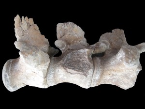 Mosasaur vertebrae. Note the rounded left end.