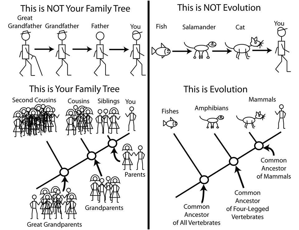 How evolution works. Matt Bonnan.