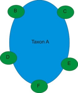 Taxon A is the original generalist species. B-F are new species evolving at the edges of the original range.