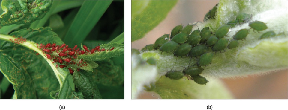 (a) Red aphids get their color from red carotenoid pigment. Genes necessary to make this pigment are present in certain fungi. Scientists speculate that aphids acquired these genes through HGT after consuming fungi for food. If genes for making carotenoids are inactivated by mutation, the aphids revert back to (b) their green color. Source: Boundless. “Horizontal Gene Transfer.” Boundless Biology. Boundless, 02 Jan. 2015. Retrieved 22 Jan. 2015 from https://www.boundless.com/biology/textbooks/boundless-biology-textbook/phylogenies-and-the-history-of-life-20/perspectives-on-the-phylogenetic-tree-135/horizontal-gene-transfer-545-11754/