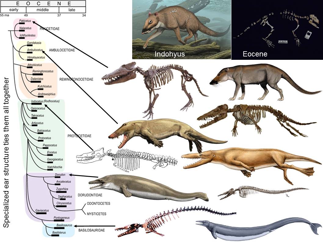 Whale Evolution Chart