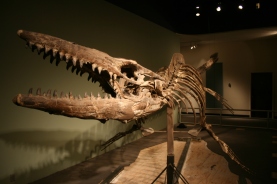 Heath mosasaur, Dallas Museum of Nature and Science