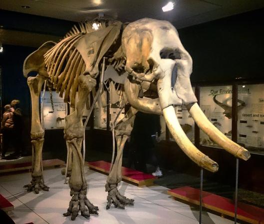 elephant-skeleton-in